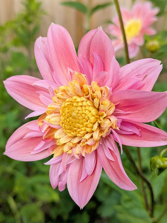 Little Violet's Lucie