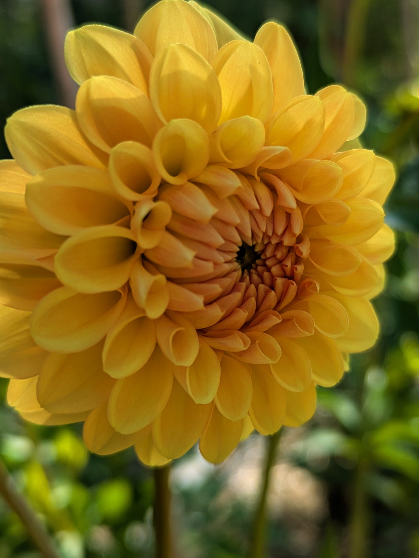 Golden Scepter