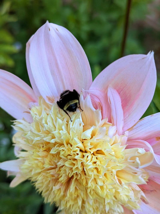 Little Violet's Lucie