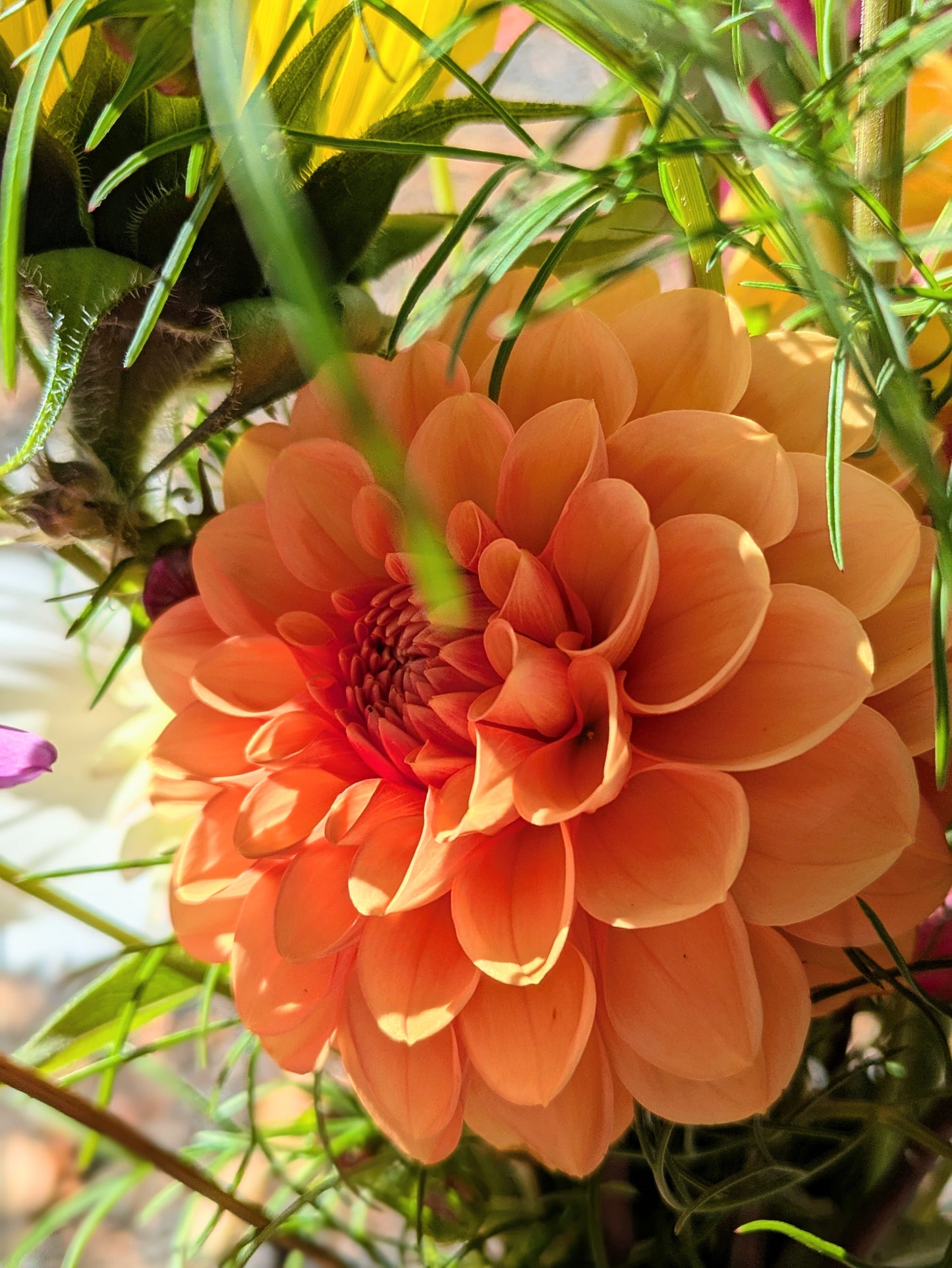 Maarn (Sylvia)
