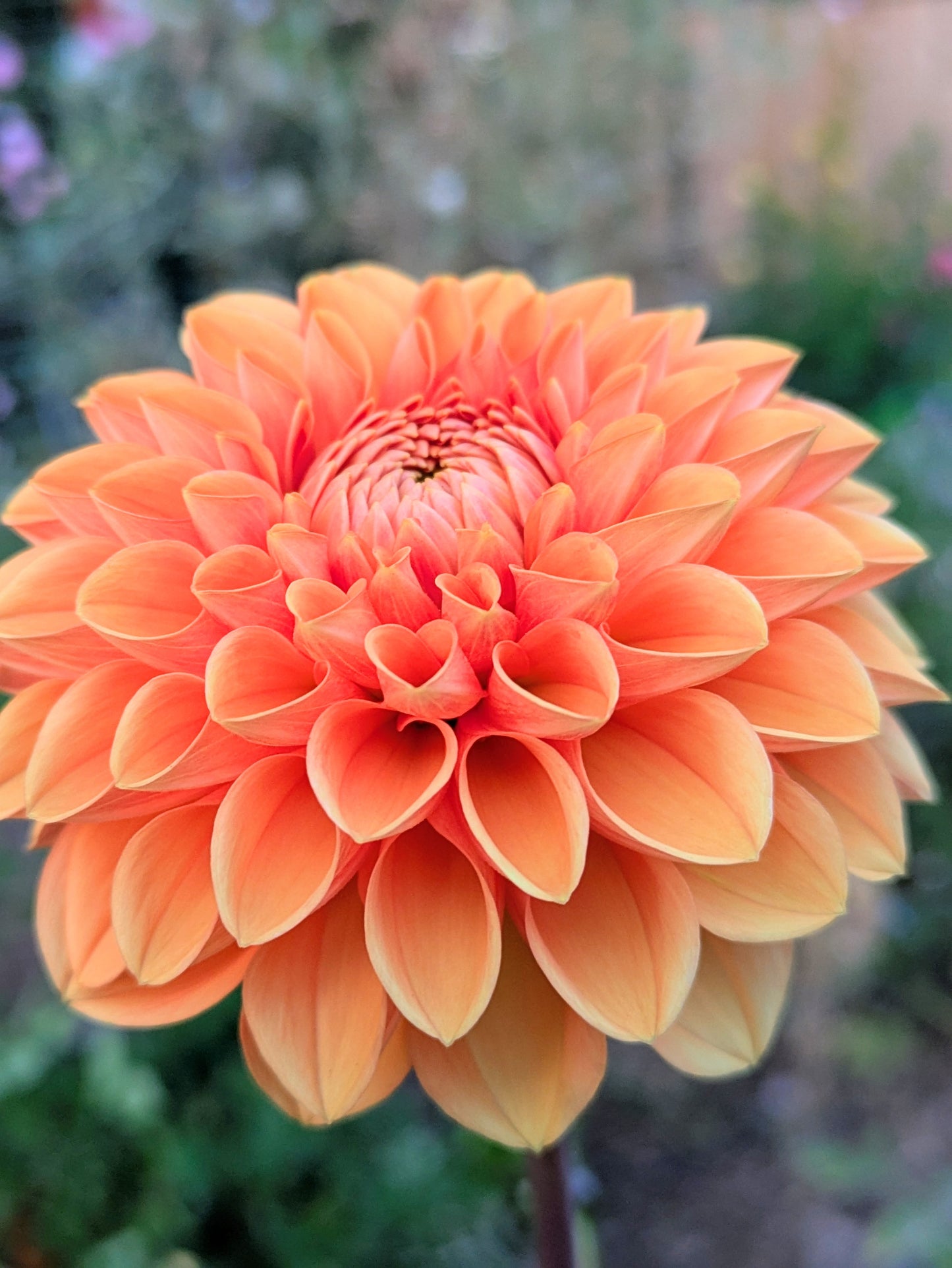 Maarn (Sylvia)