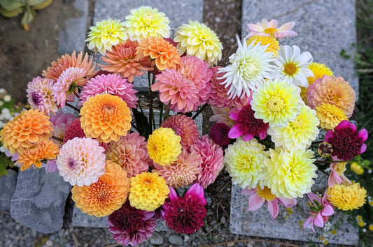 Mystery Pack (5 Tubers)