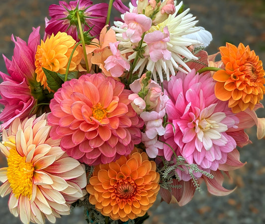 Mystery Pack (5 Tubers)